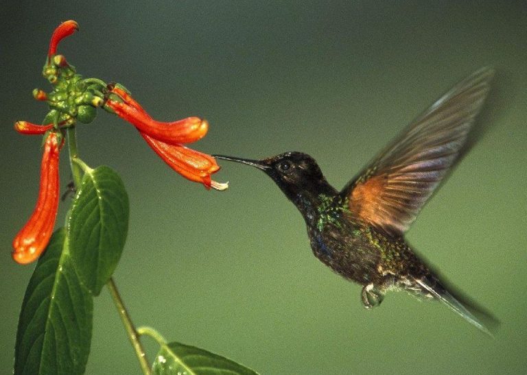 En el siglo XXI las aves son más sedentarias