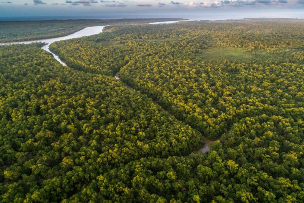 deforestación en la Amazonía brasileña