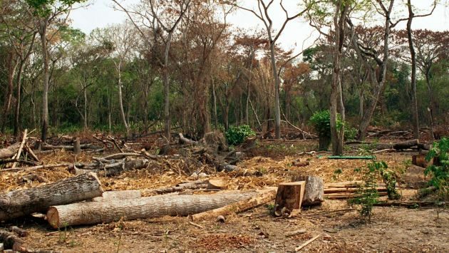 Panamá busca reforestar un millón de hectareas verdes