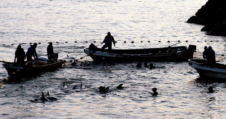 Redes sociales lideran campaña contra caza de delfines en Japón