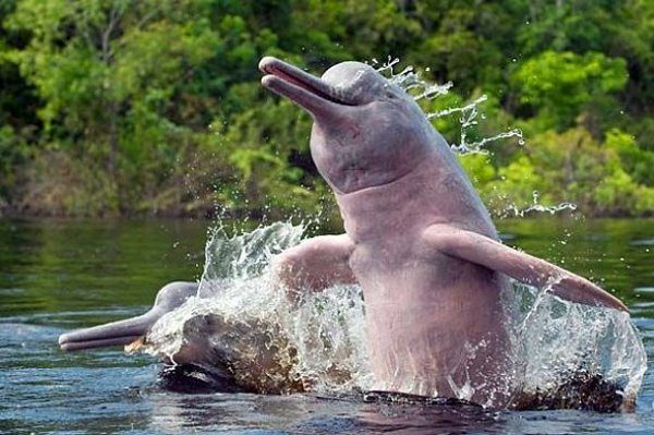 Utilizan satélites para seguir a los vulnerables delfines rosados de la Amazonía