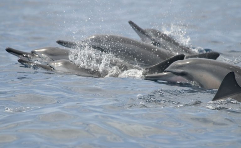 Brasil: una especie de delfines está amenazada por grandes redes de pesca