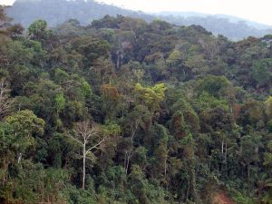 amazonia peruana