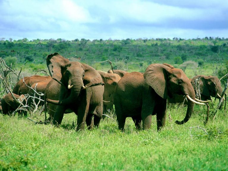 Convención de Flora y Fauna concluye con fuertes medidas para la preservación a 50 especies