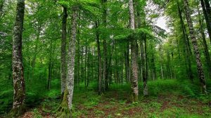 Hoy es el Día Internacional de los Bosques: el tema de este año.