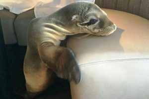 Cientos de mamíferos marinos se vieron afectados por el brote bacteriano. 
