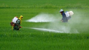 O uso de pesticidas tem o objetivo de cuidar das plantações.