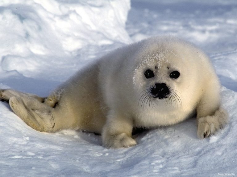Australia: suspendieron la caza de focas porque no hay mercado para las pieles