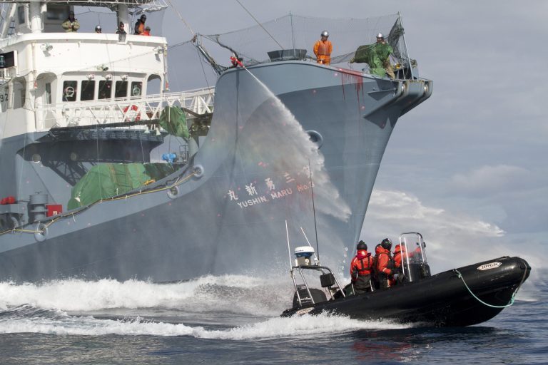 Japón seguirá con la caza de ballenas
