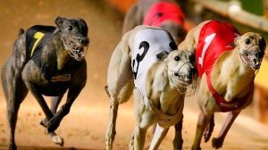 Carreras de galgos que no pudieron prohibirse en Chile