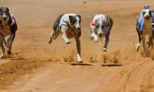 Los galgos son utilizados para carreras ilegales.