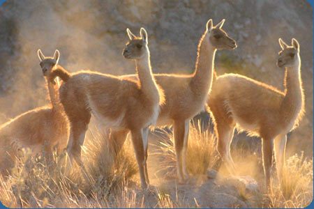 Chubut: Las personas que propusieron una cacería de guanacos fueron