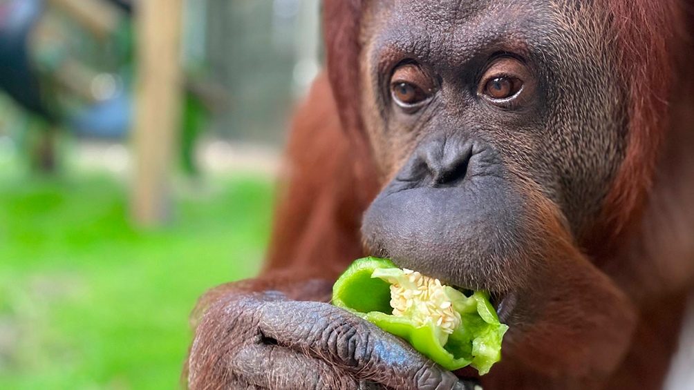 orangutana sandra