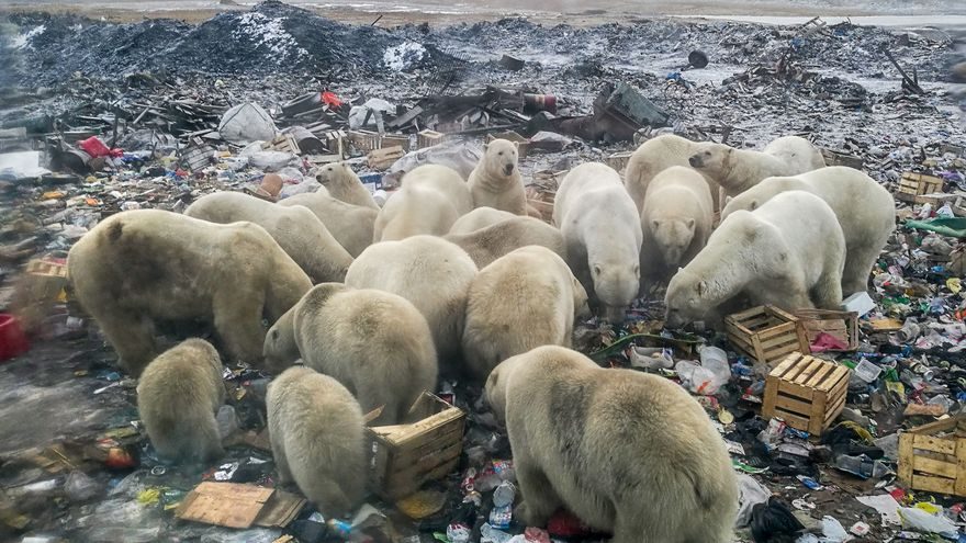 osos polares plasticos