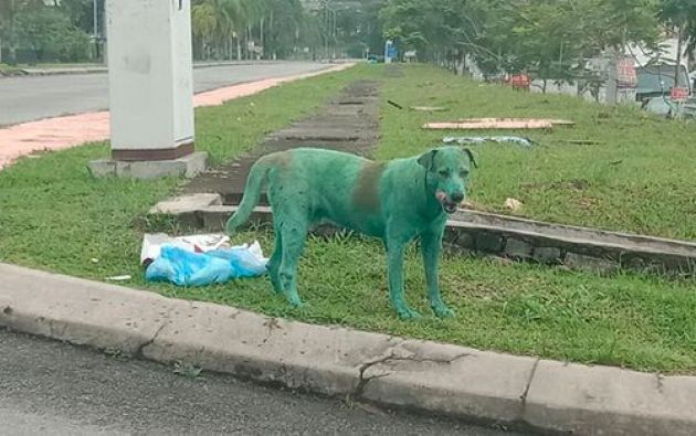 perro verde maltrato animal