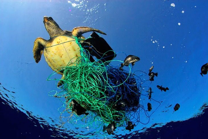 Toneladas de redes de pesca “estrangulan” a los óceanos y su fauna