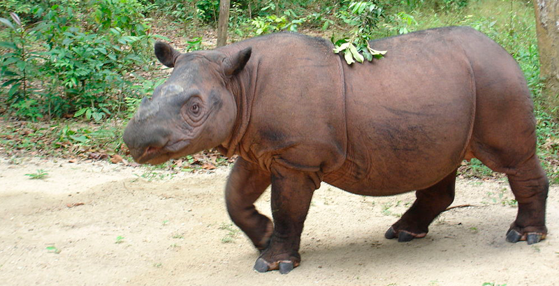 rinoceronte sumatra