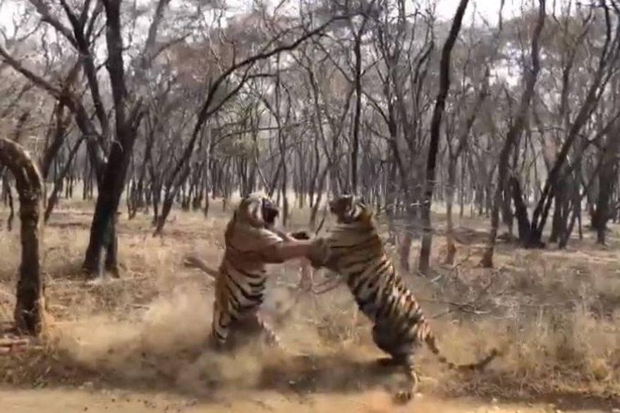 tigres peleando