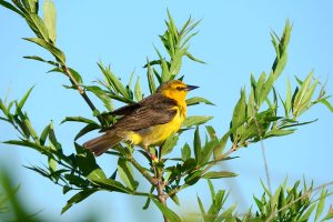 yellow cardinal