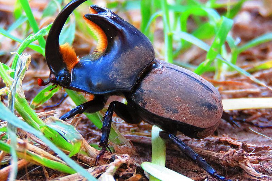 bicho toro escarabajo