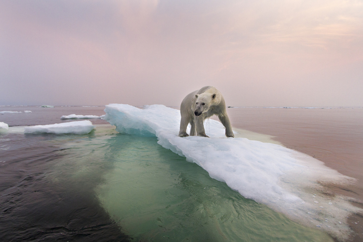 oso polar cambio climatico