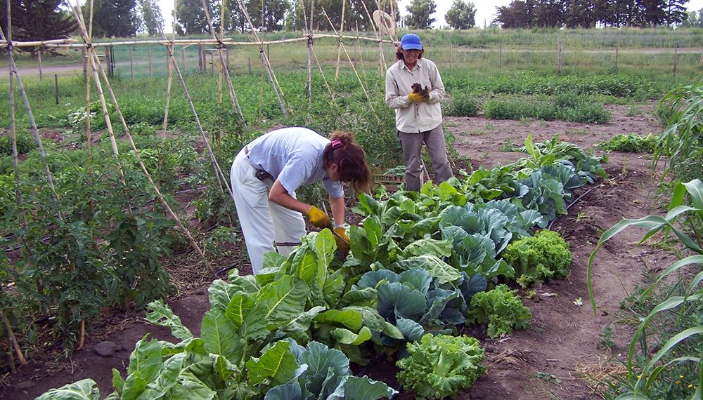 cultivos