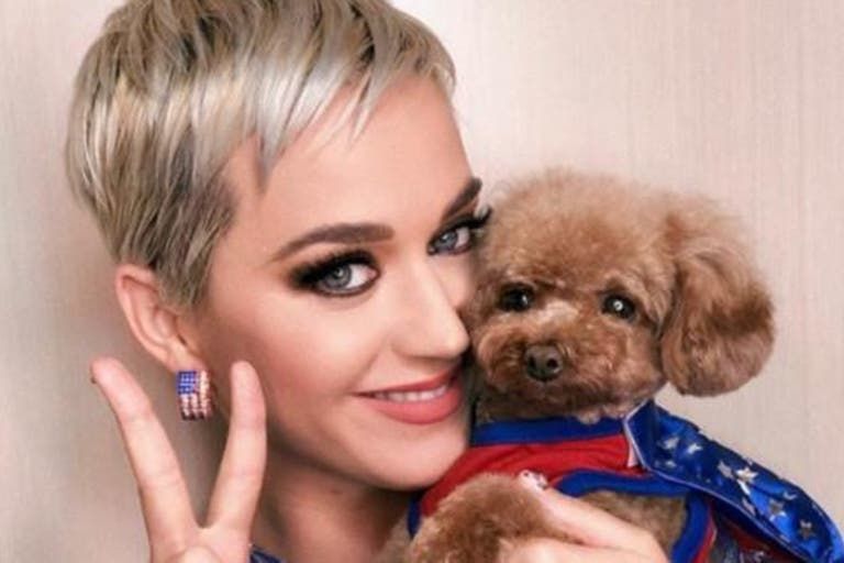 katy perry perro