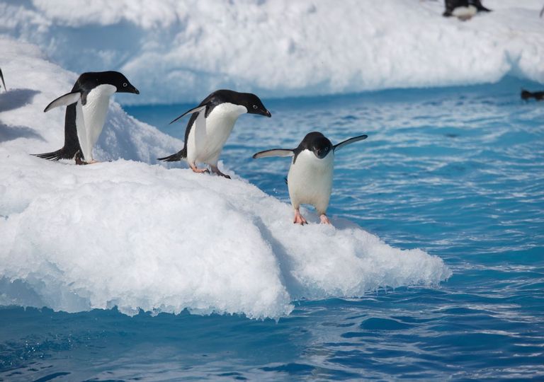 pinguinos antartida