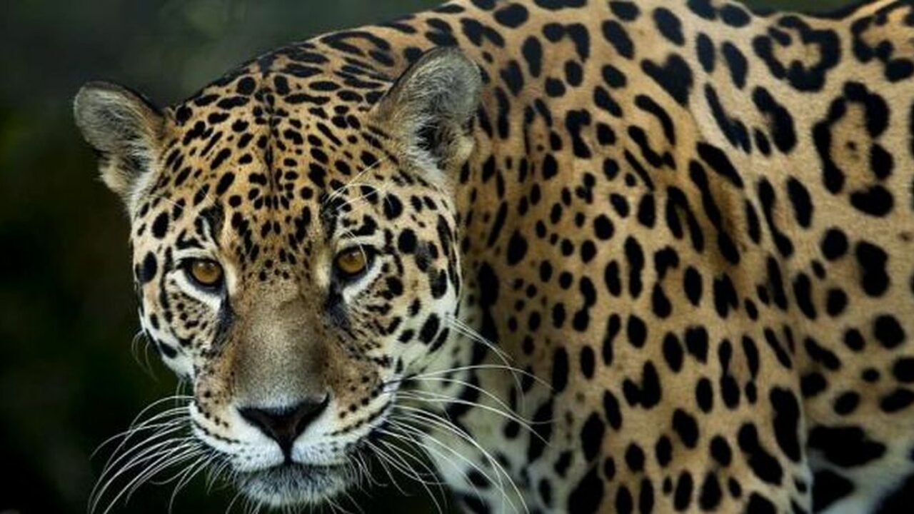 Mortal pelea entre jaguares en un zoológico de Florida - Noticias  Ambientales