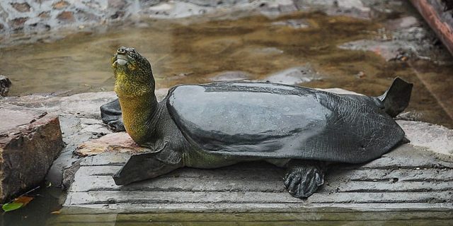 Una Esperanza Para Salvar A La Tortuga M S Rara Del Mundo De La