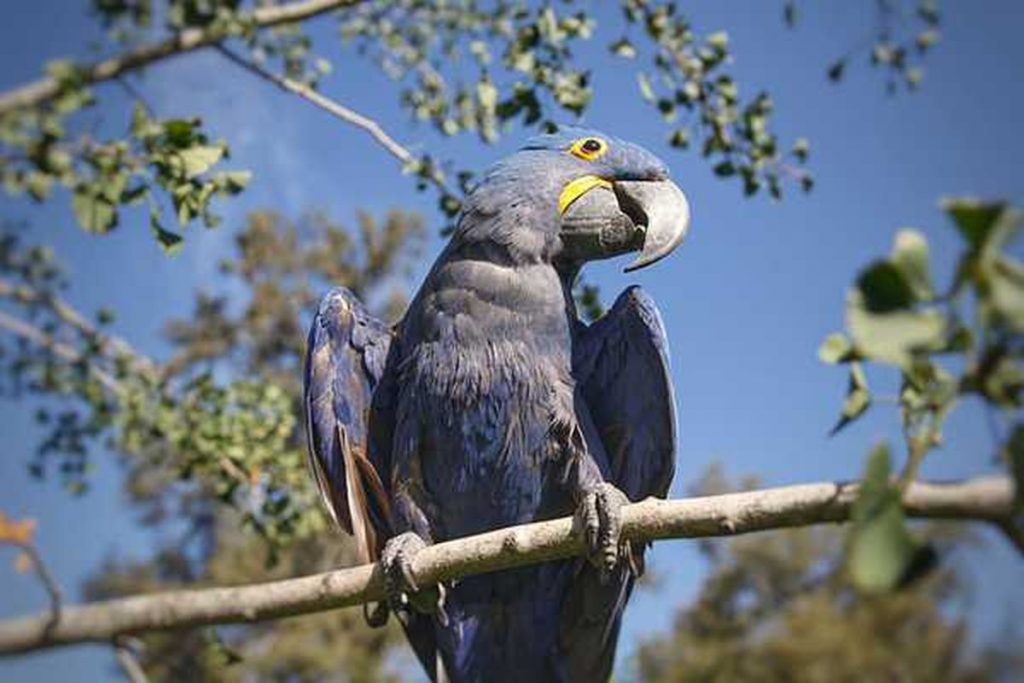 guacamayo