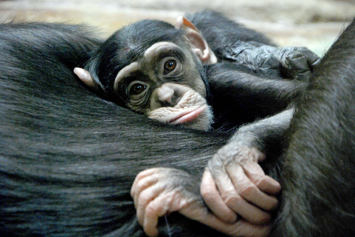 mono chimpance