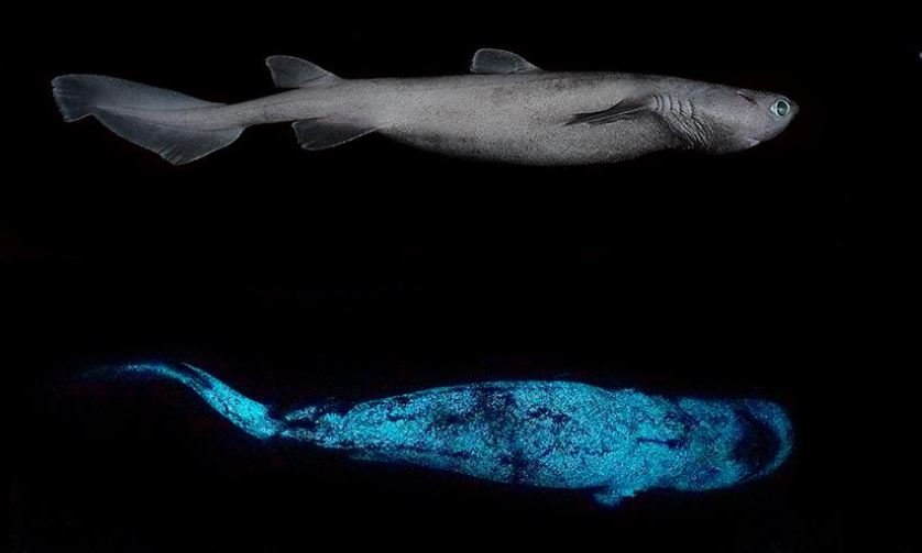 tiburon bioluminoso
