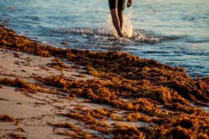 El impacto del sargazo en las playas