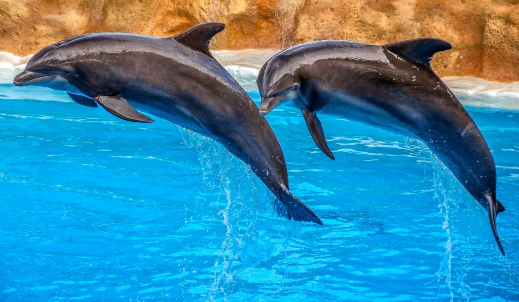 delfines