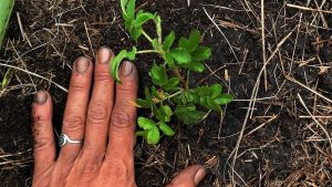 Der Tag des Baumes in Argentinien wird am 29. August gefeiert: die Aktivität, die CABA vorschlägt.