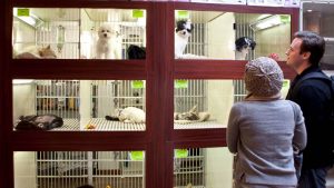 Verbot des Verkaufs von Hunden und Katzen in Geschäften in New York.
