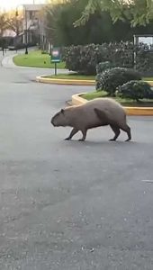 Carpincho en Nordelta