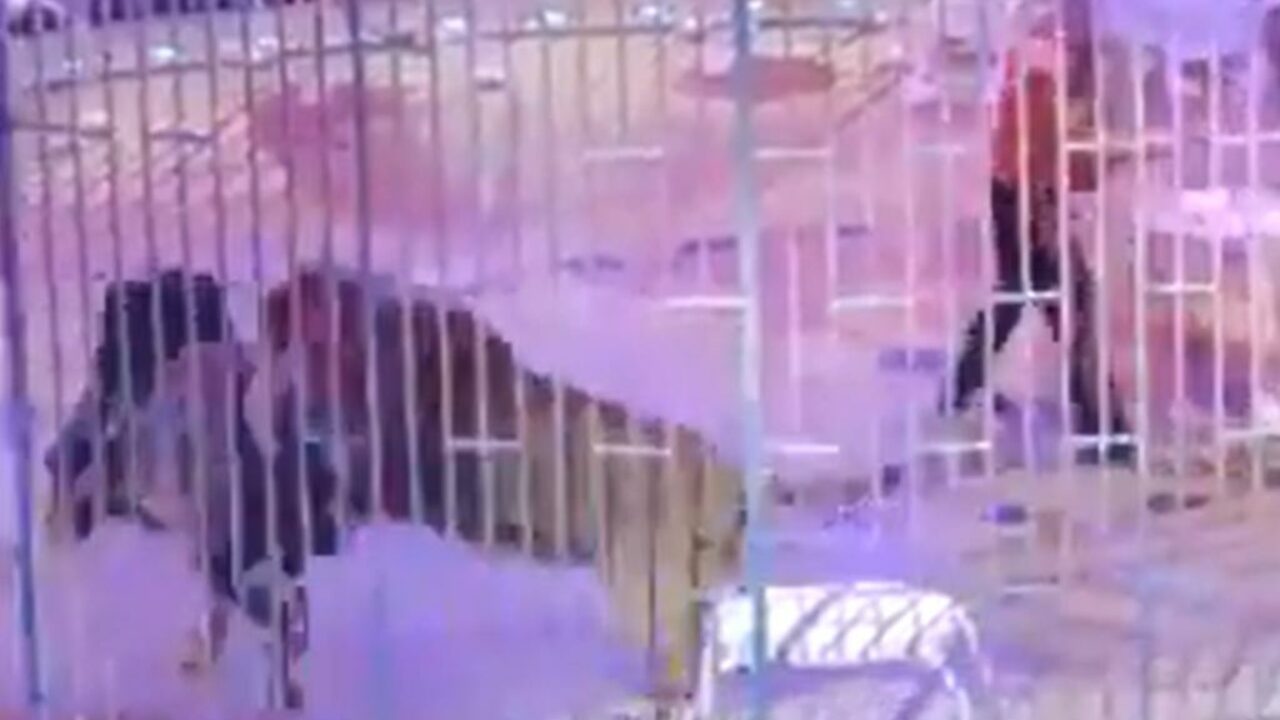 VIDEO: feroz pelea entre leones durante una función de circo - Noticias  Ambientales