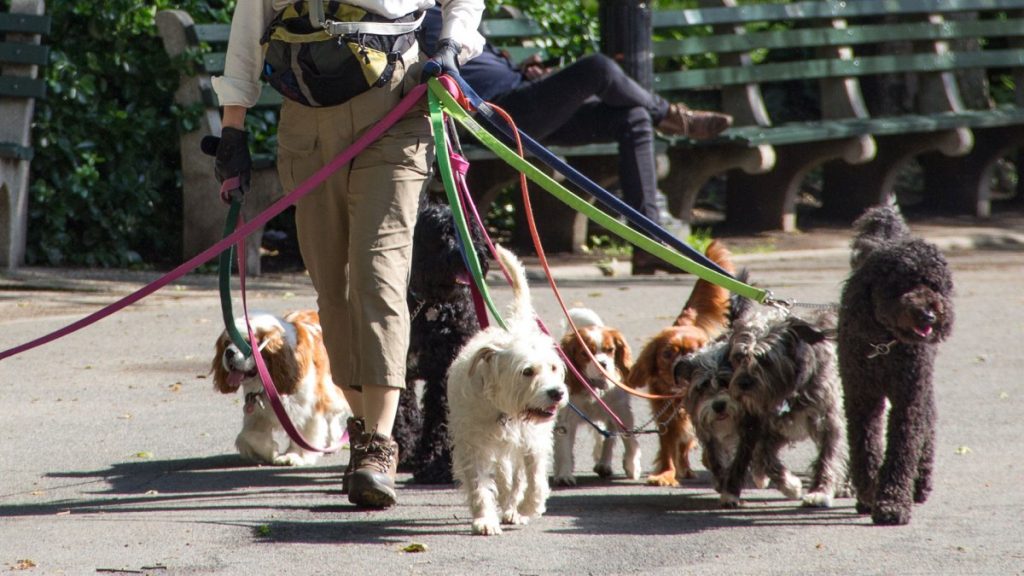 envenenamiento de perros