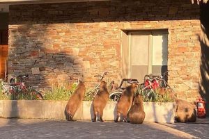 Capybaras in Nordelta and a new proposal to control the overpopulation.