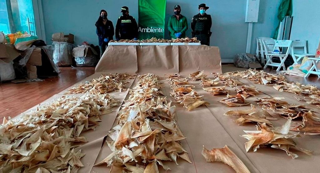 Colombia Incauta Cerca De 3 500 Aletas De Tibur n Con Destino A Hong 