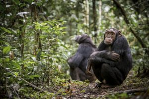 Los animales más inteligentes del mundo