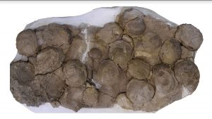 Dinosaur eggs