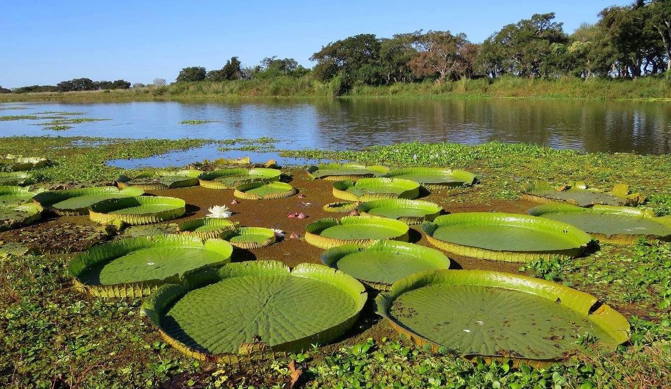 Día Mundial de los Humedales