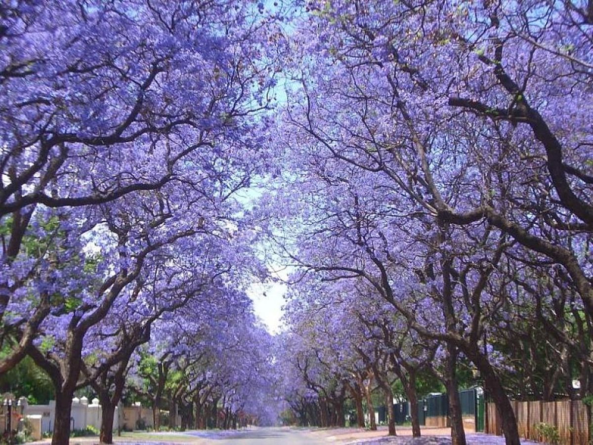 el jacarandá