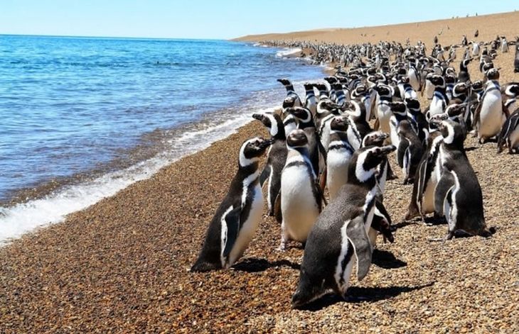 Temporada de pingüinos