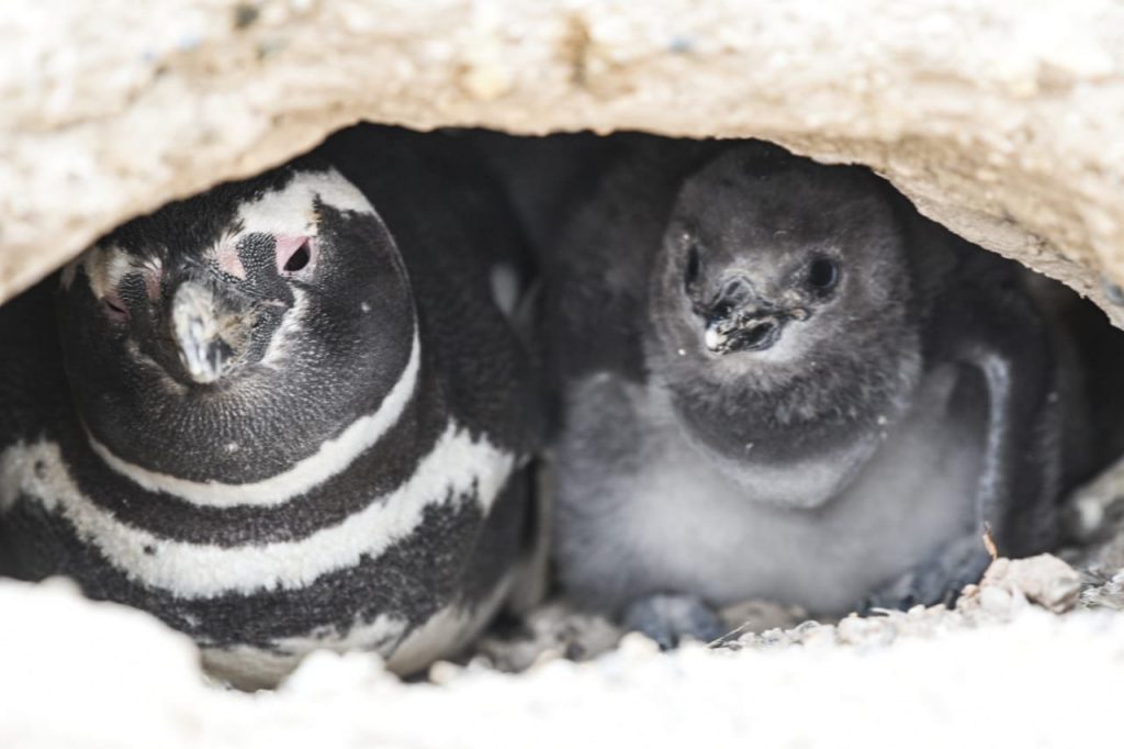 masacre de los pingüinos de Punta Tombo