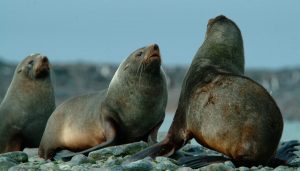 Trasladan cinco lobos marinos del Aquarium de Mar del Plata. (Foto: archivo).