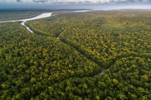 Brasil subasta bosque de la Amazonía.